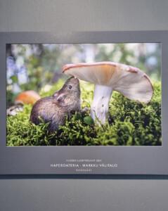 goodman kesä finnfoto galleria
