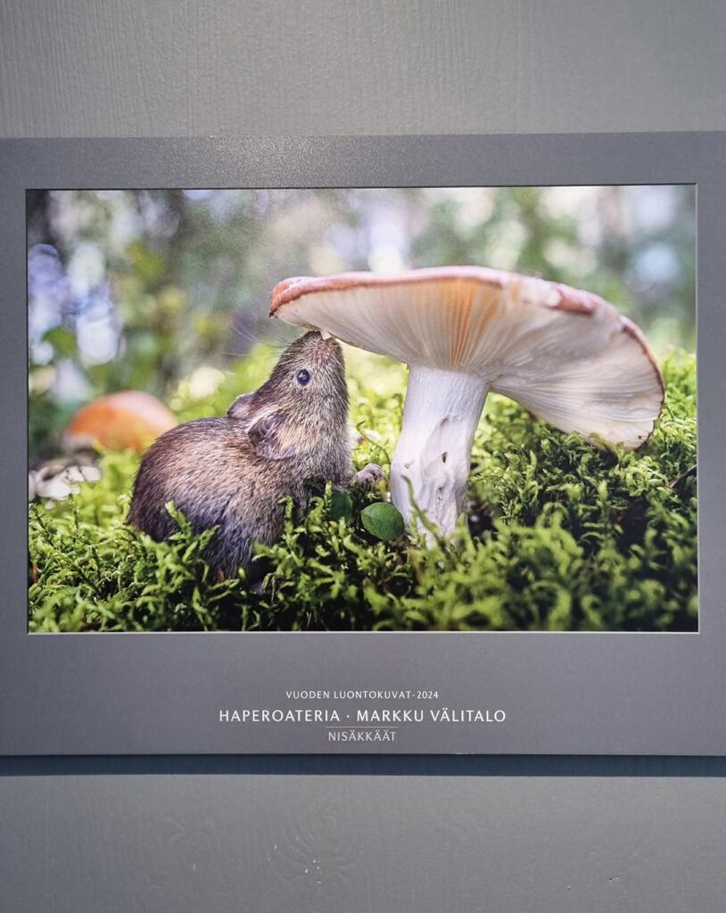 goodman kesä finnfoto galleria